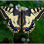 Papilion machaon