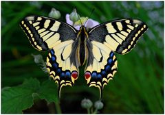 Papilion machaon