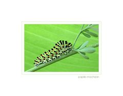 . papilion machaon .