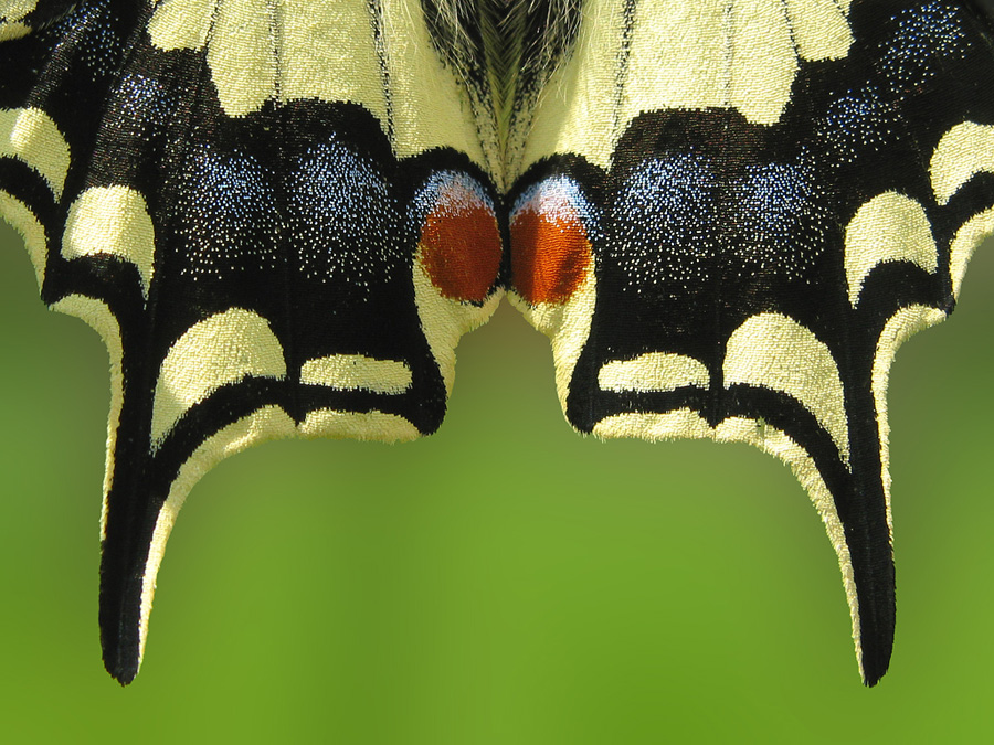 Papilion machaon (Schwalbenschwanz)