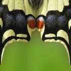 Papilion machaon (Schwalbenschwanz)