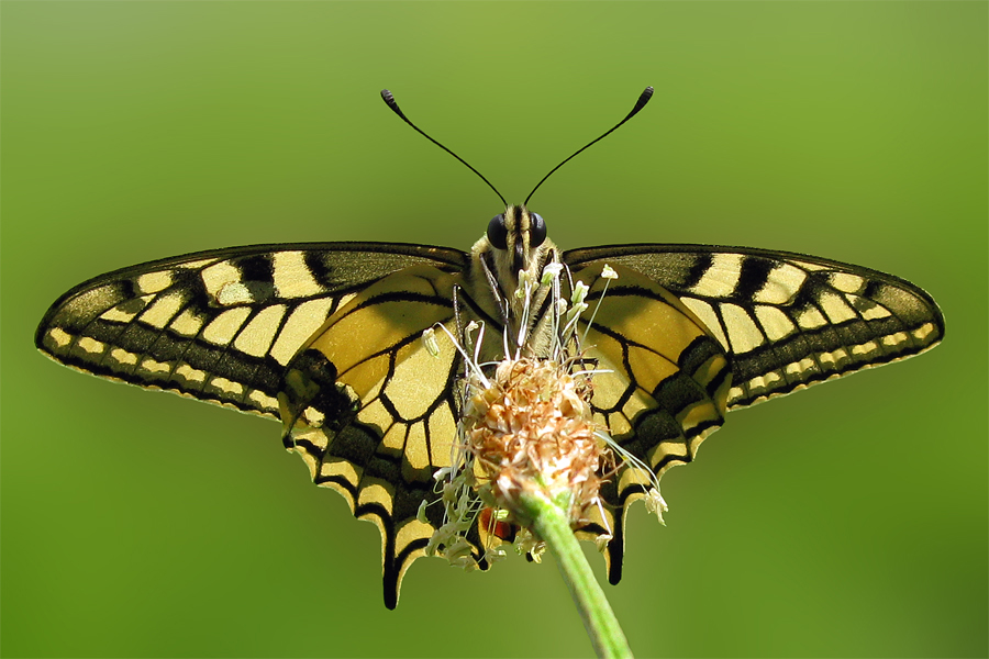 Papilion machaon (Schwalbenschwanz) II
