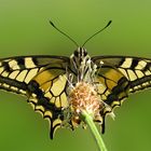 Papilion machaon (Schwalbenschwanz) II