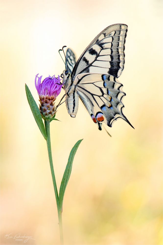 Papilion machaon weiblich