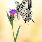 Papilion machaon weiblich
