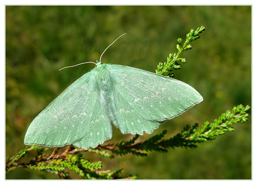 Papilionara