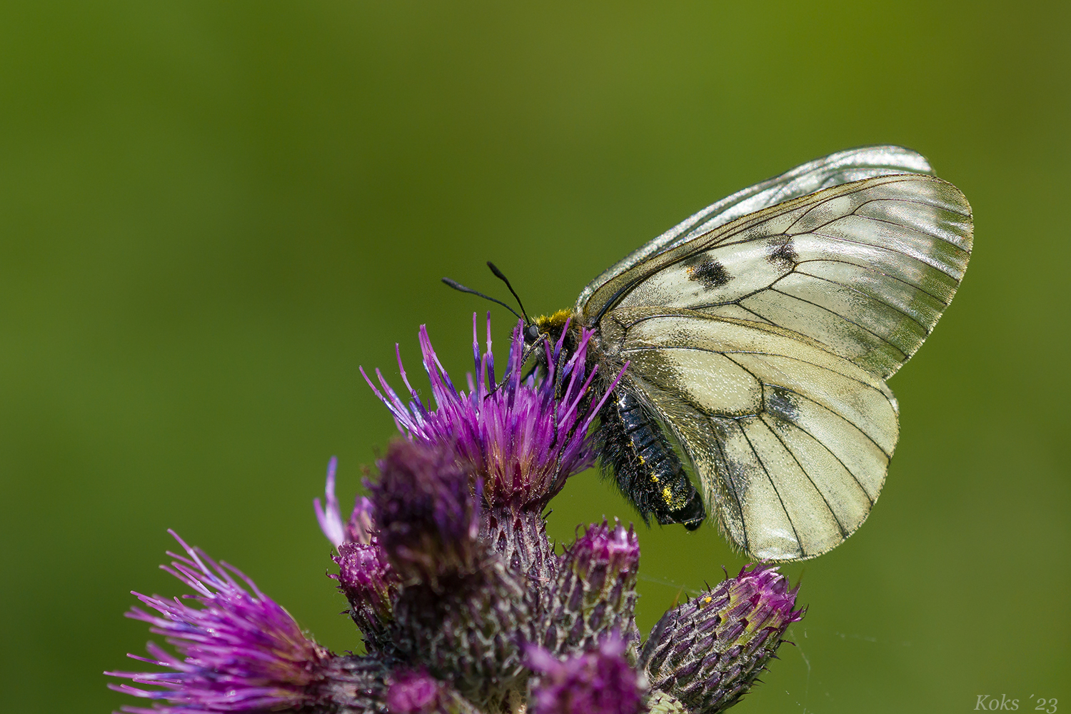 Papilionidae