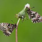 Papilionidae