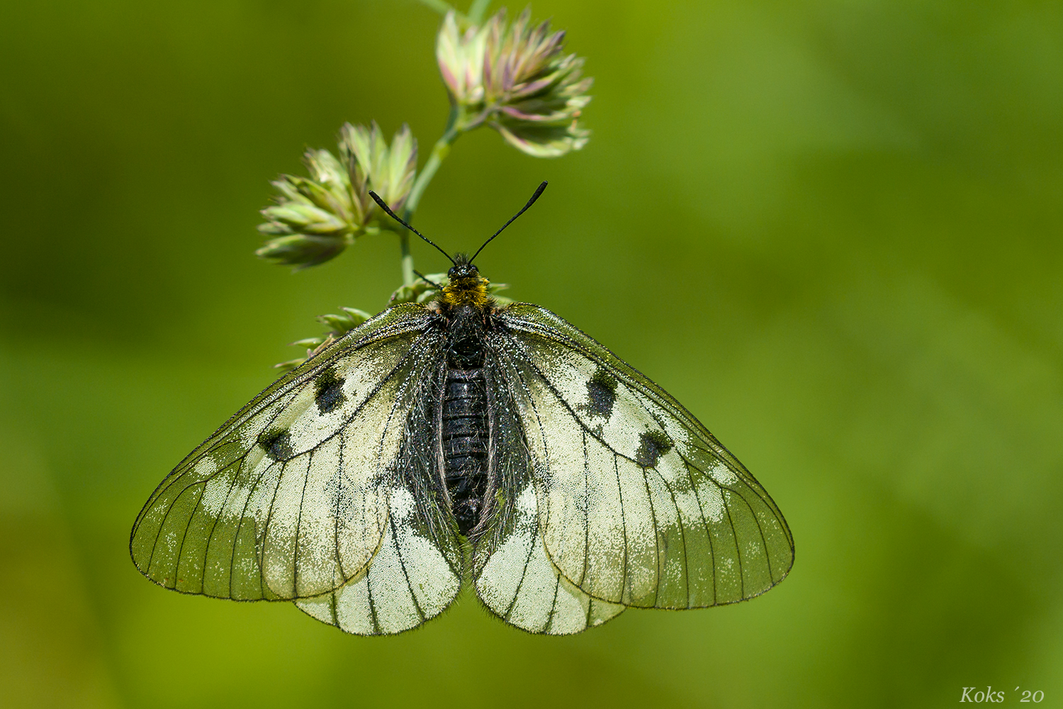 Papilionidae