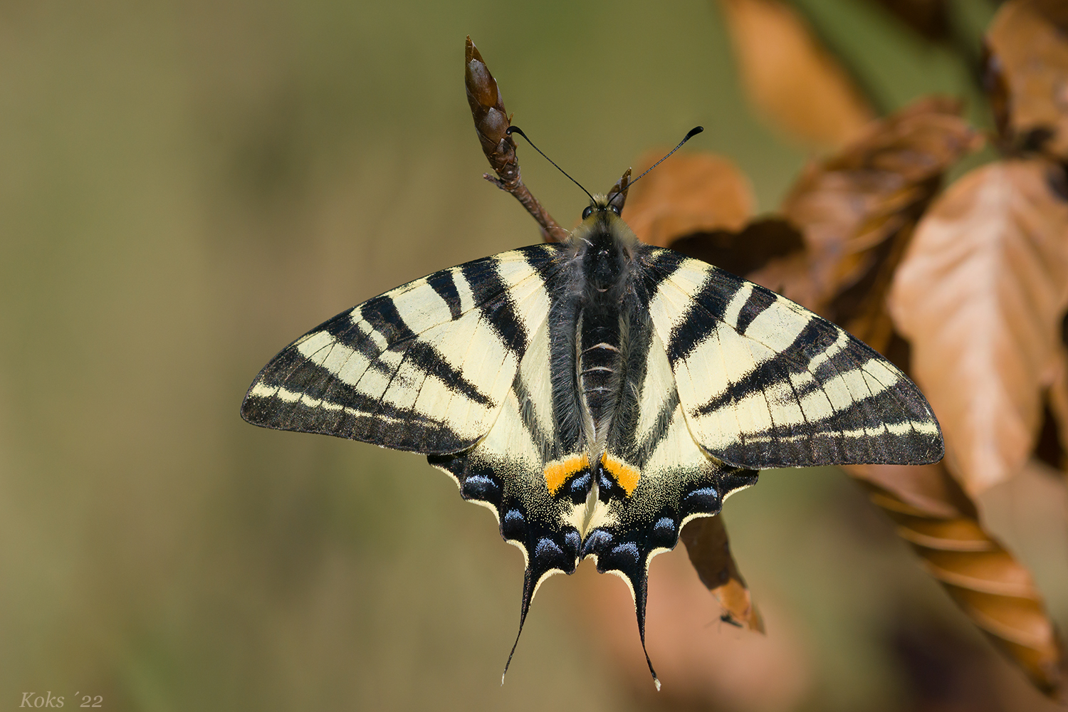 Papilionidae