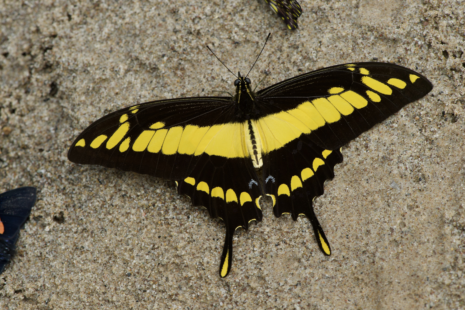 Papilionidae aus dem Bergregenwald von Peru