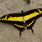 Papilionidae aus dem Bergregenwald von Peru