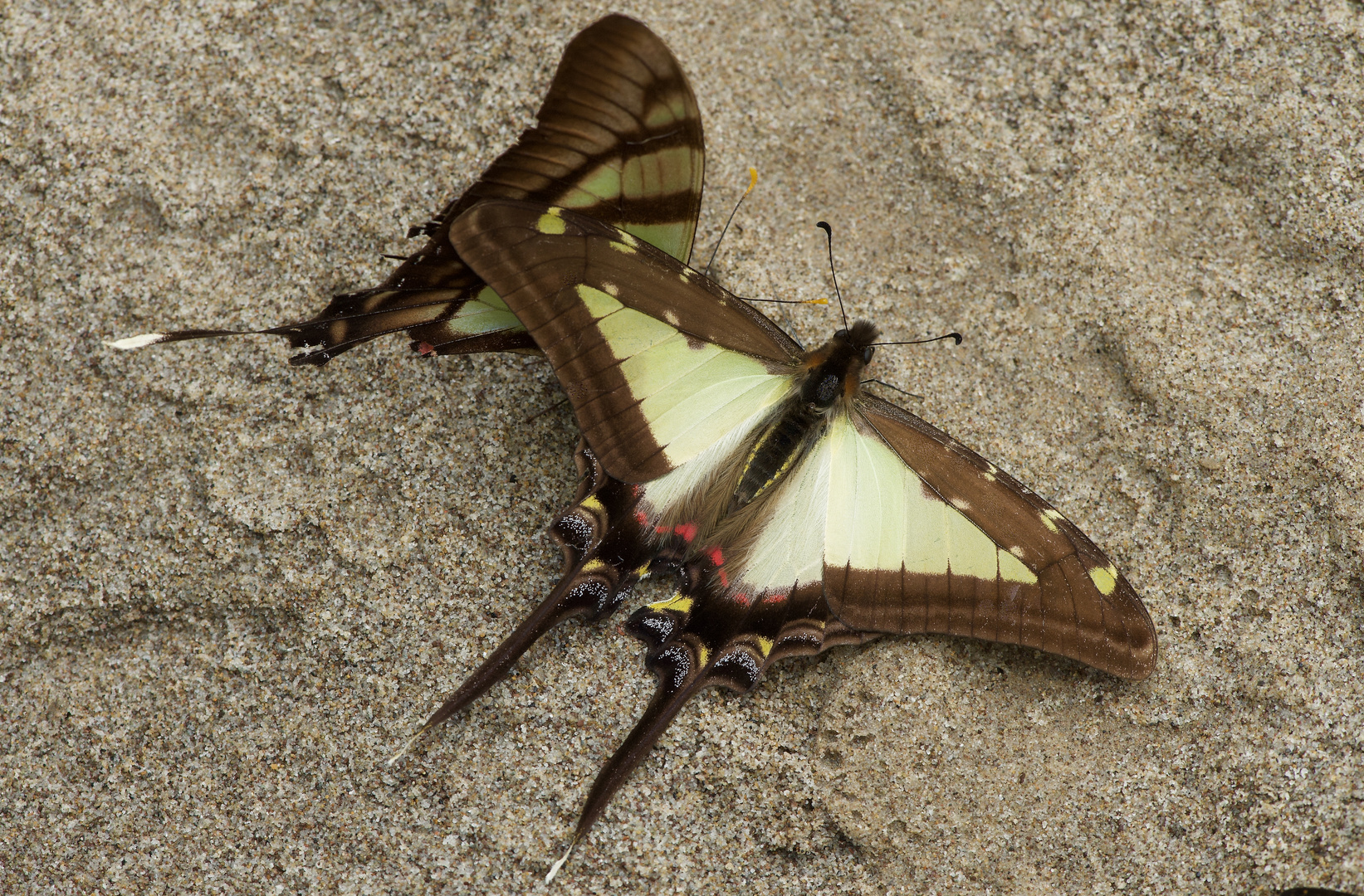 Papilionidae aus dem Bergregenwald vonPeru 