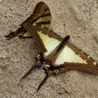 Papilionidae aus dem Bergregenwald vonPeru 