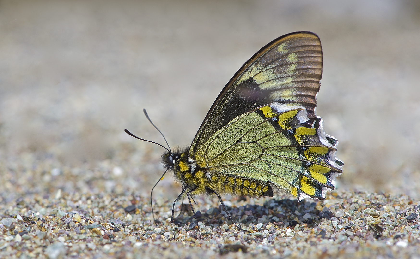 Papilionidae sp. aus dem Bergregenwald von Peru