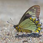 Papilionidae sp. aus dem Bergregenwald von Peru