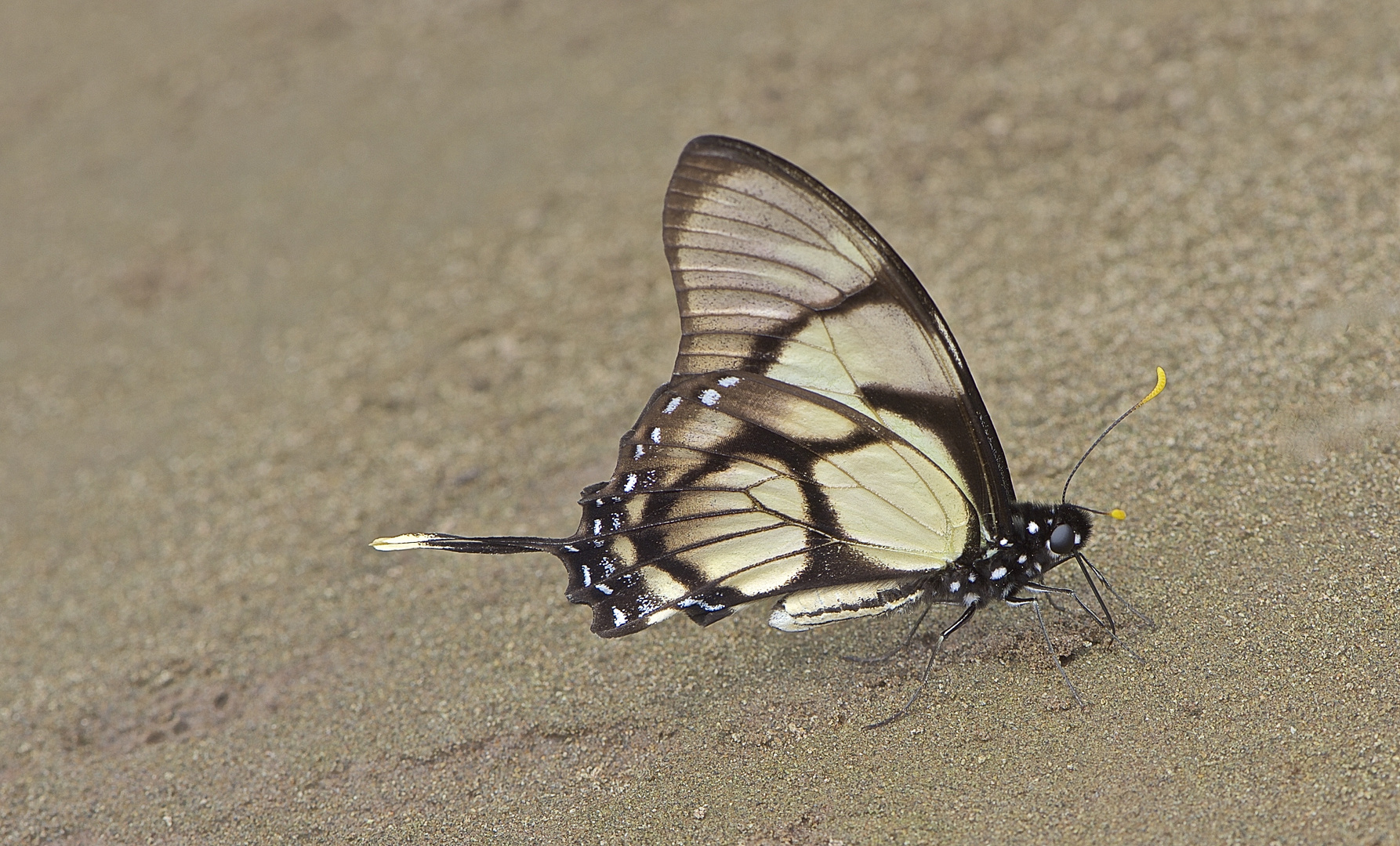 Papilionidae sp. aus dem Tieflandregenwald von Peru