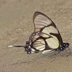 Papilionidae sp. aus dem Tieflandregenwald von Peru