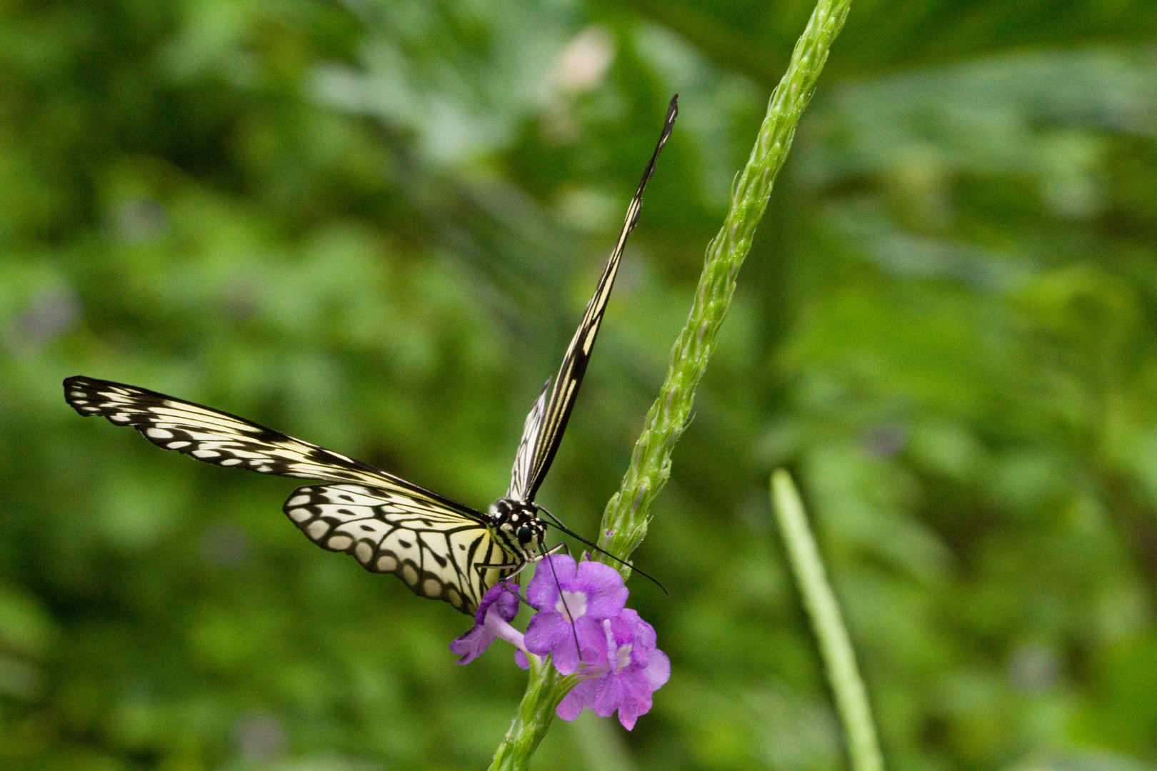 Papilionrama