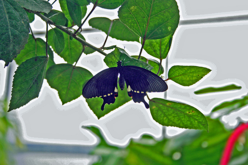 Papiliorama 12