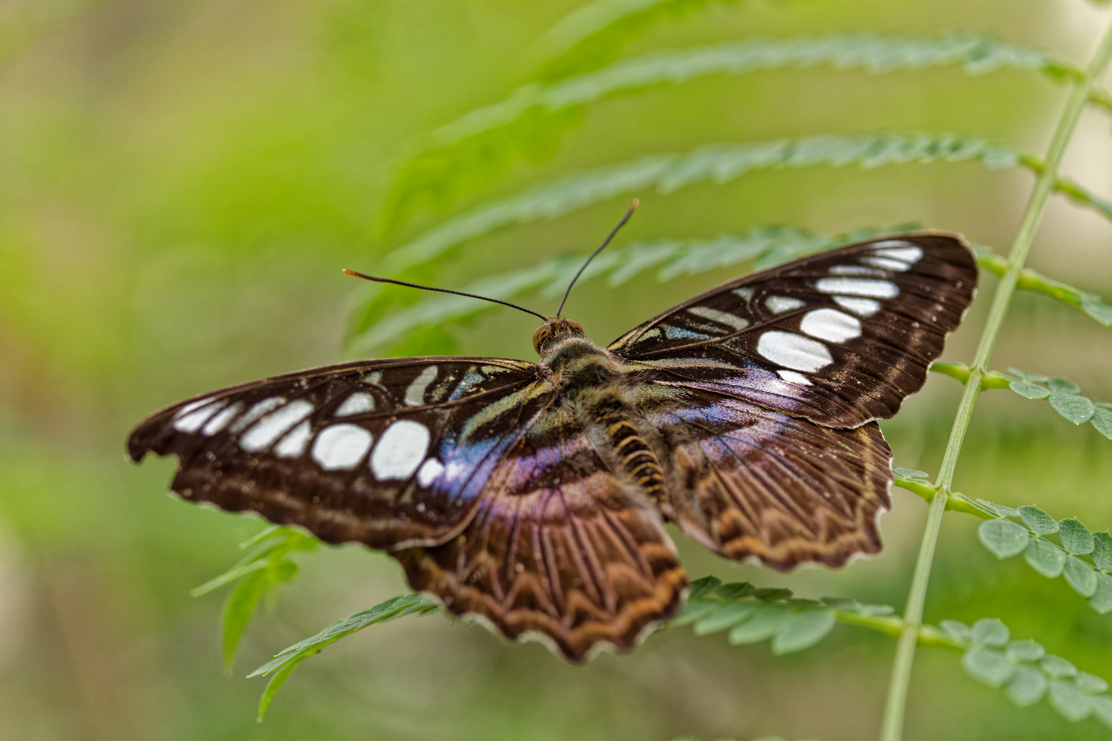 Papiliorama 1/4