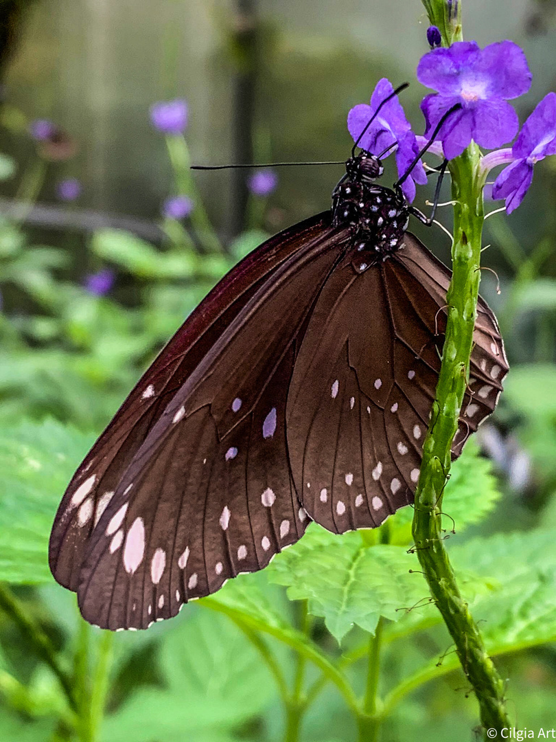 Papiliorama