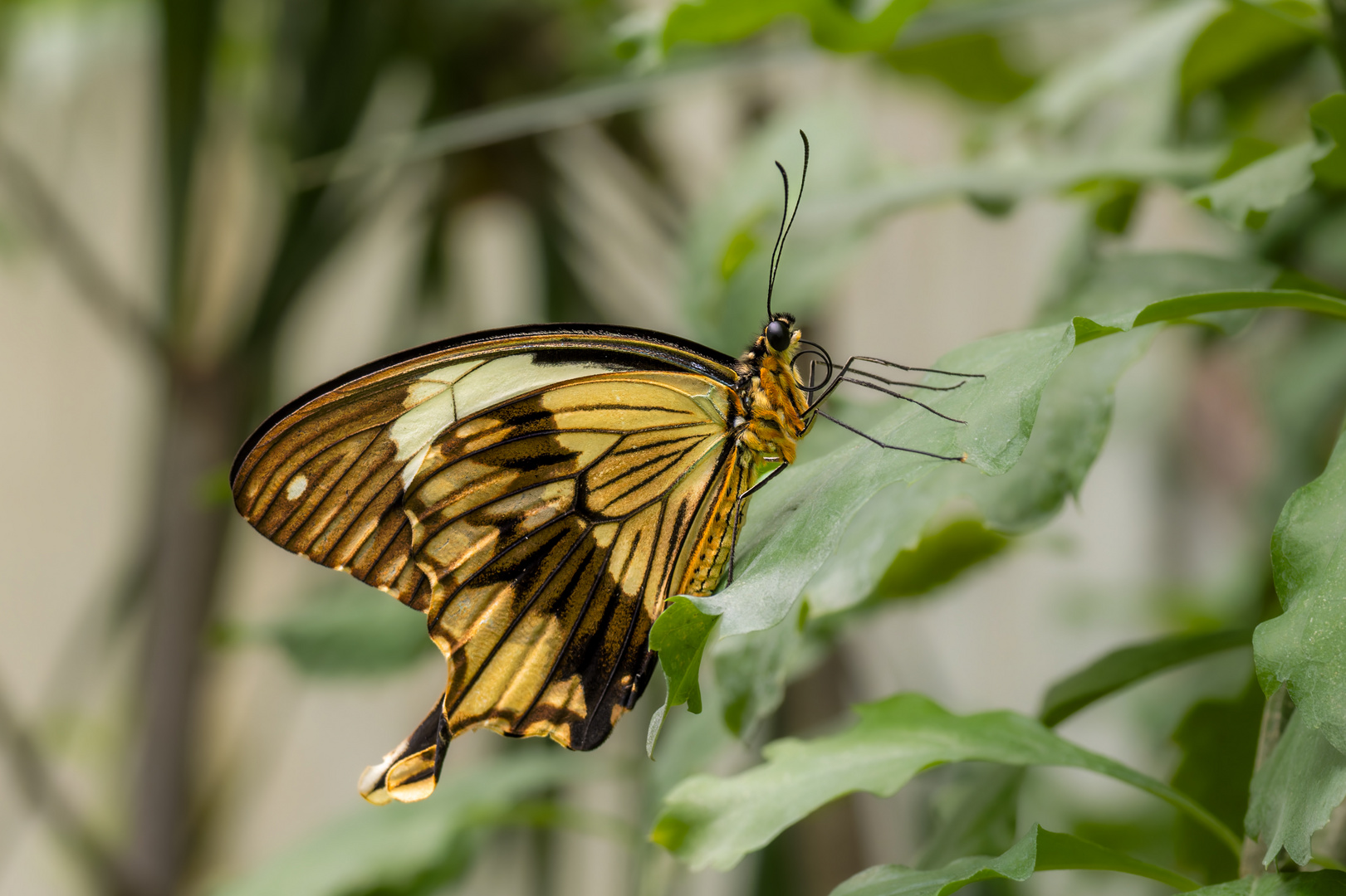 Papiliorama 2/4