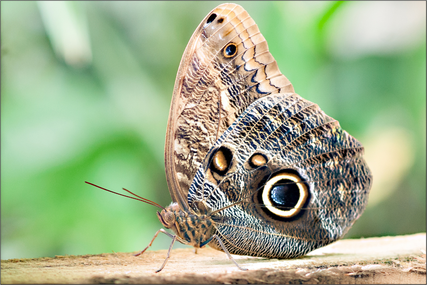 Papiliorama 3 Foto & Bild natur, schweiz, bananenfalter Bilder auf