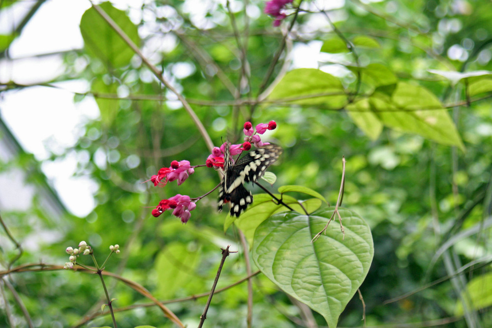 Papiliorama 3