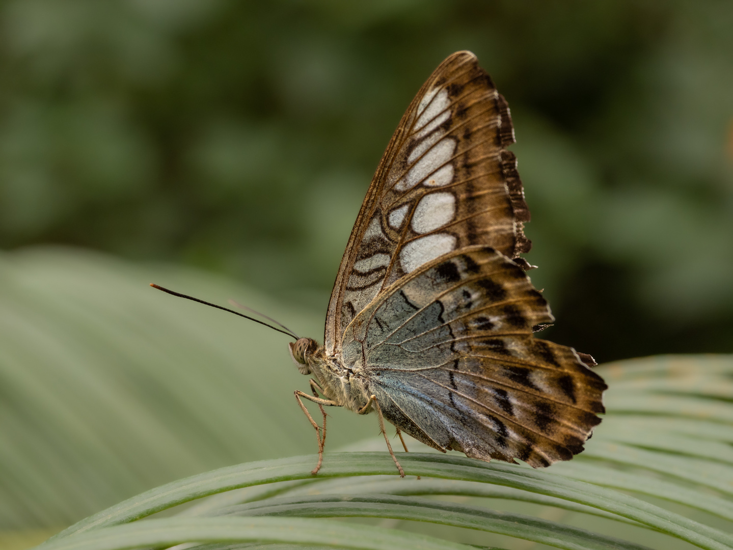 Papiliorama 3/4