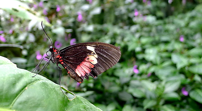 Papiliorama