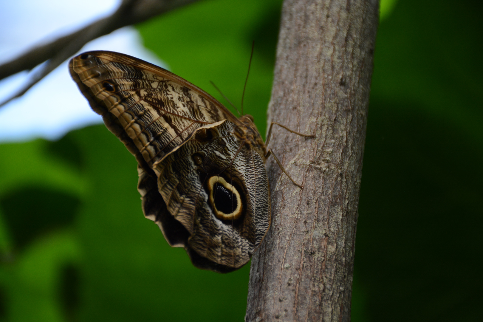 Papiliorama  (5)