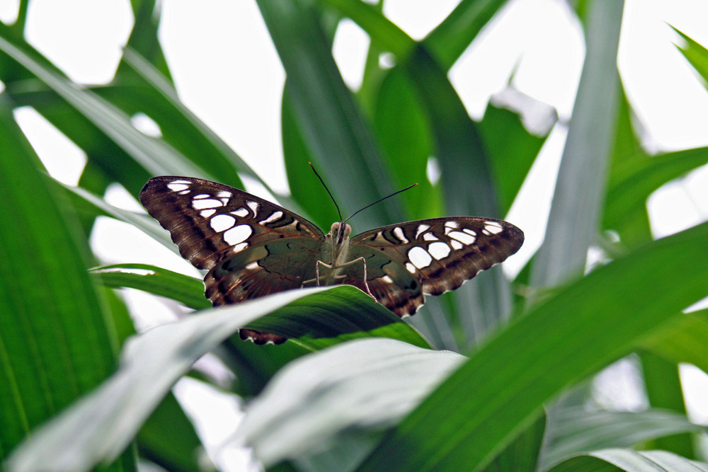 Papiliorama 8