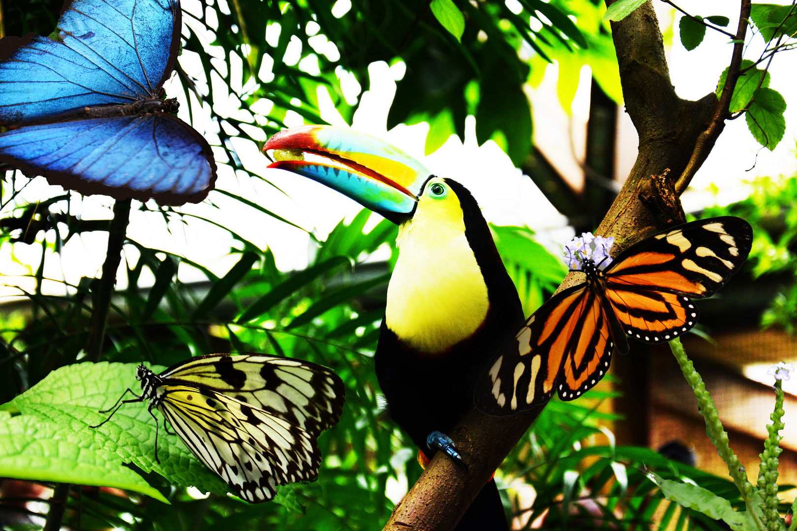 Papiliorama Collage