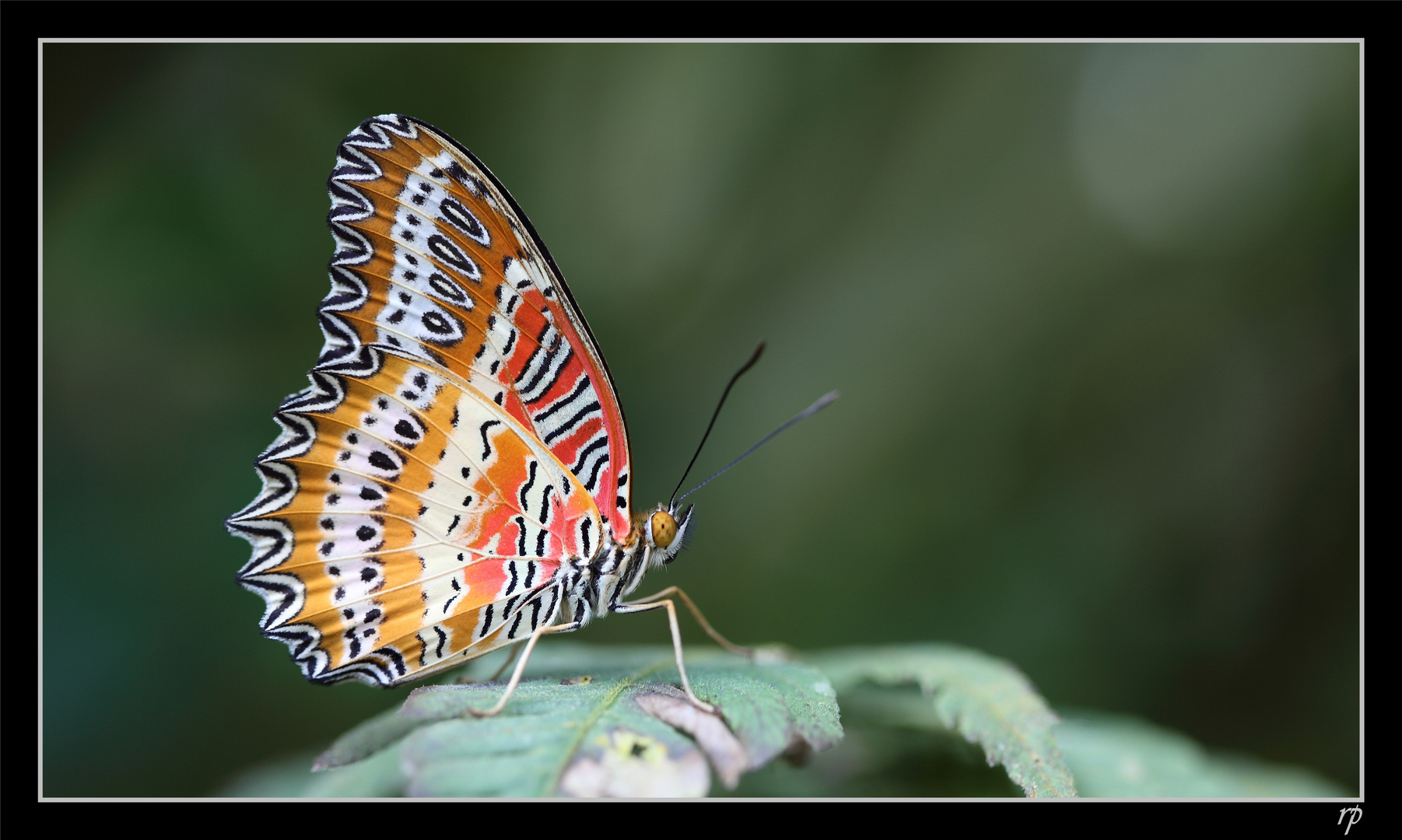 Papiliorama de Kerzers 1