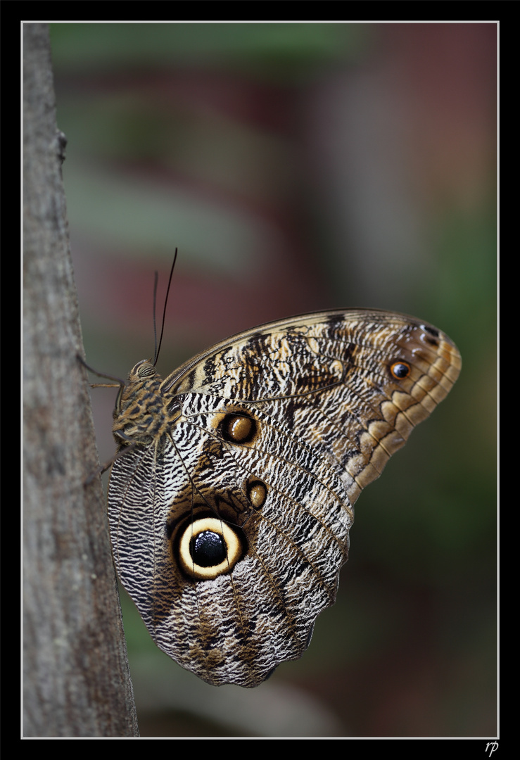 Papiliorama de Kerzers 2