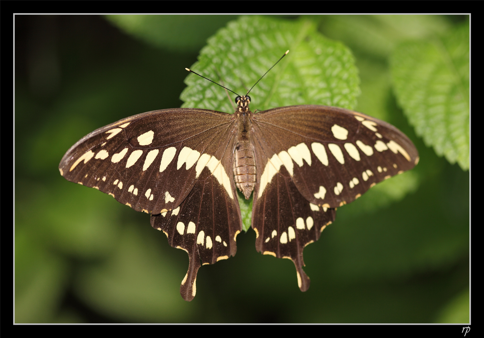 Papiliorama de Kerzers 5