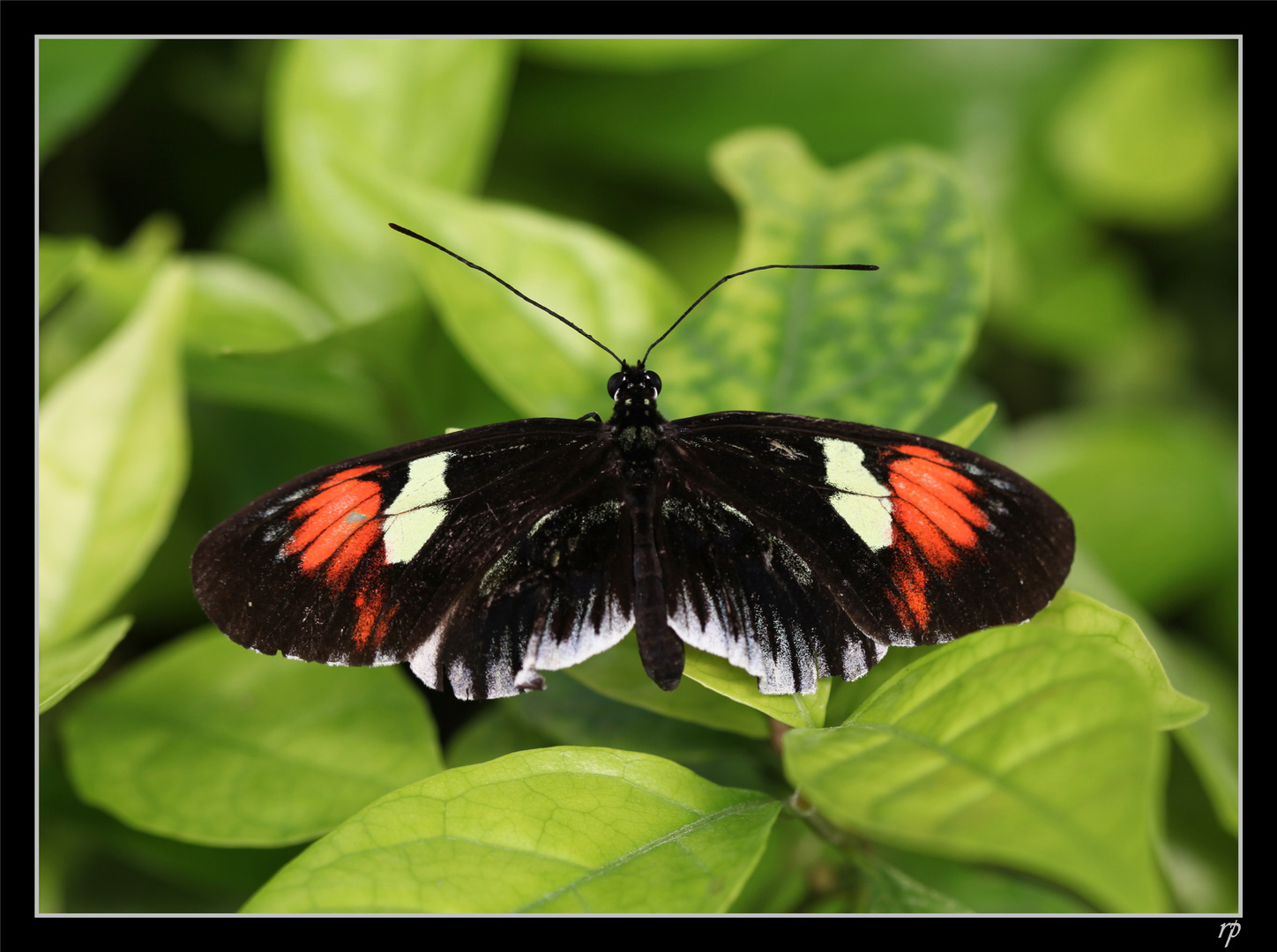 Papiliorama de Kerzers 8