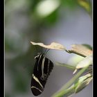 Papiliorama de Kerzers 9