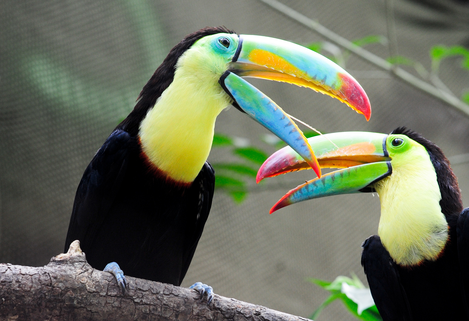 Papiliorama Foto & Bild tiere, zoo, wildpark & falknerei, vögel