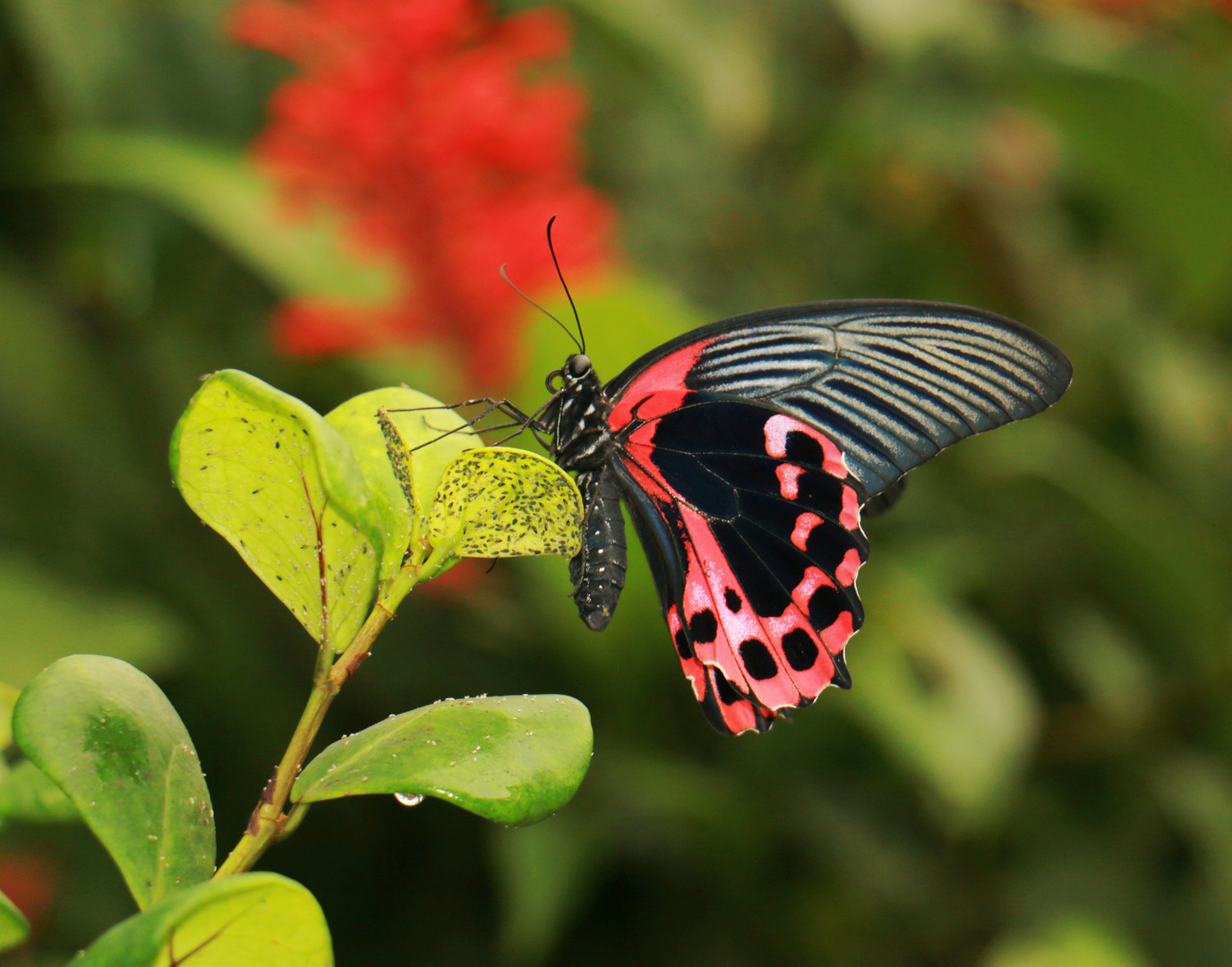 Papiliorama in Kerzers.