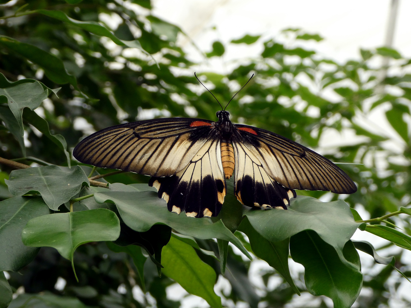 Papiliorama Kerzers