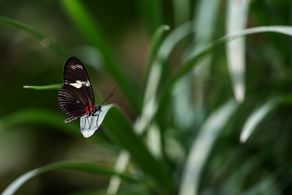 Papiliorama Kerzers / 5