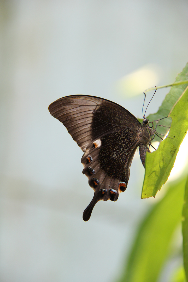 Papiliorama Kerzers