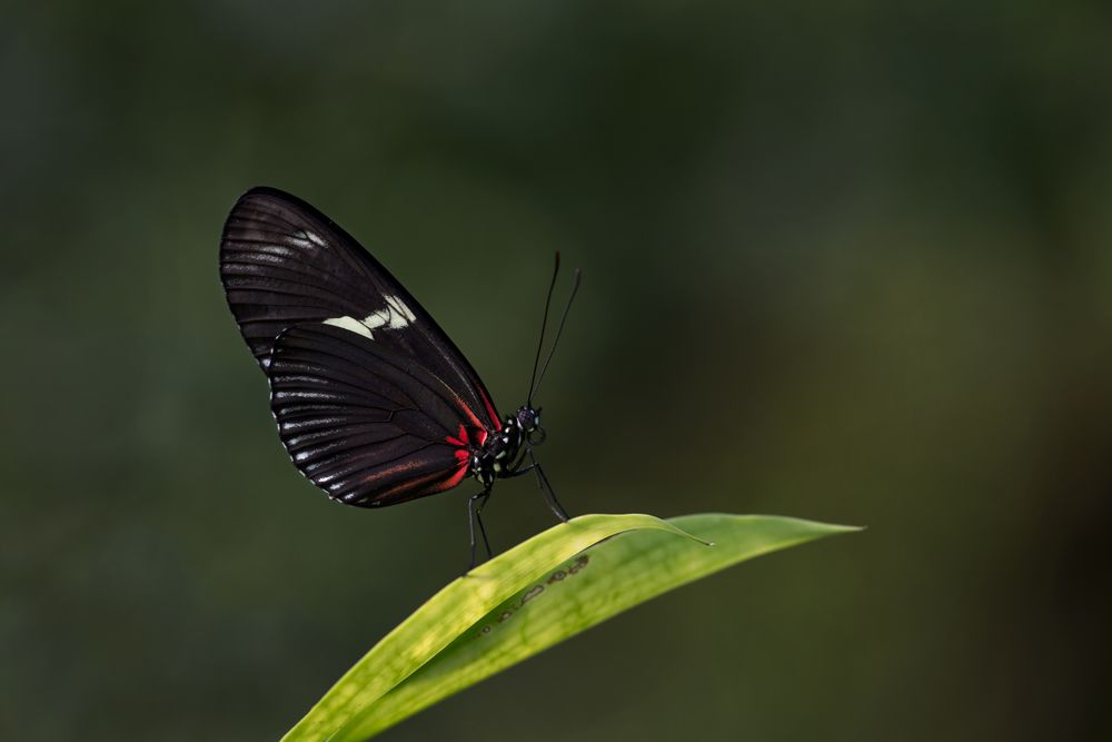 Papiliorama Kerzers 