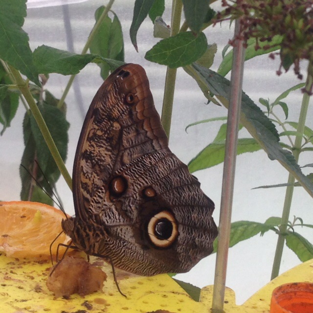 papiliorama kerzers- Bern