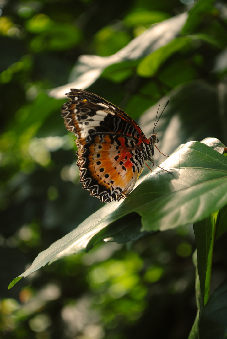 Papiliorama Schweiz