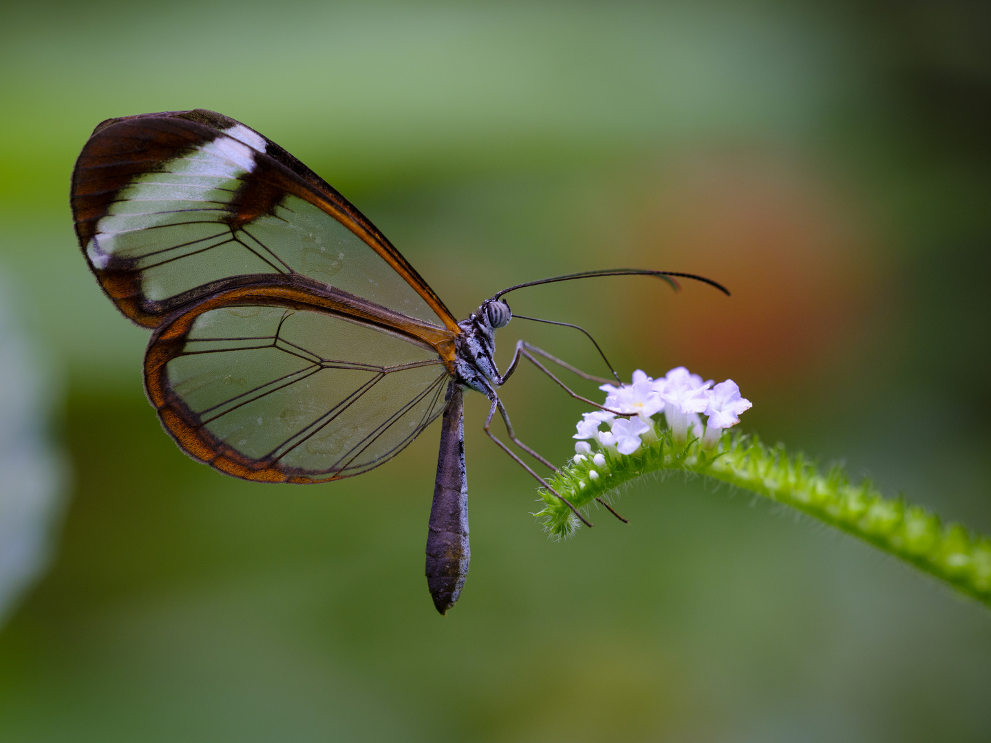 Papiliorama4