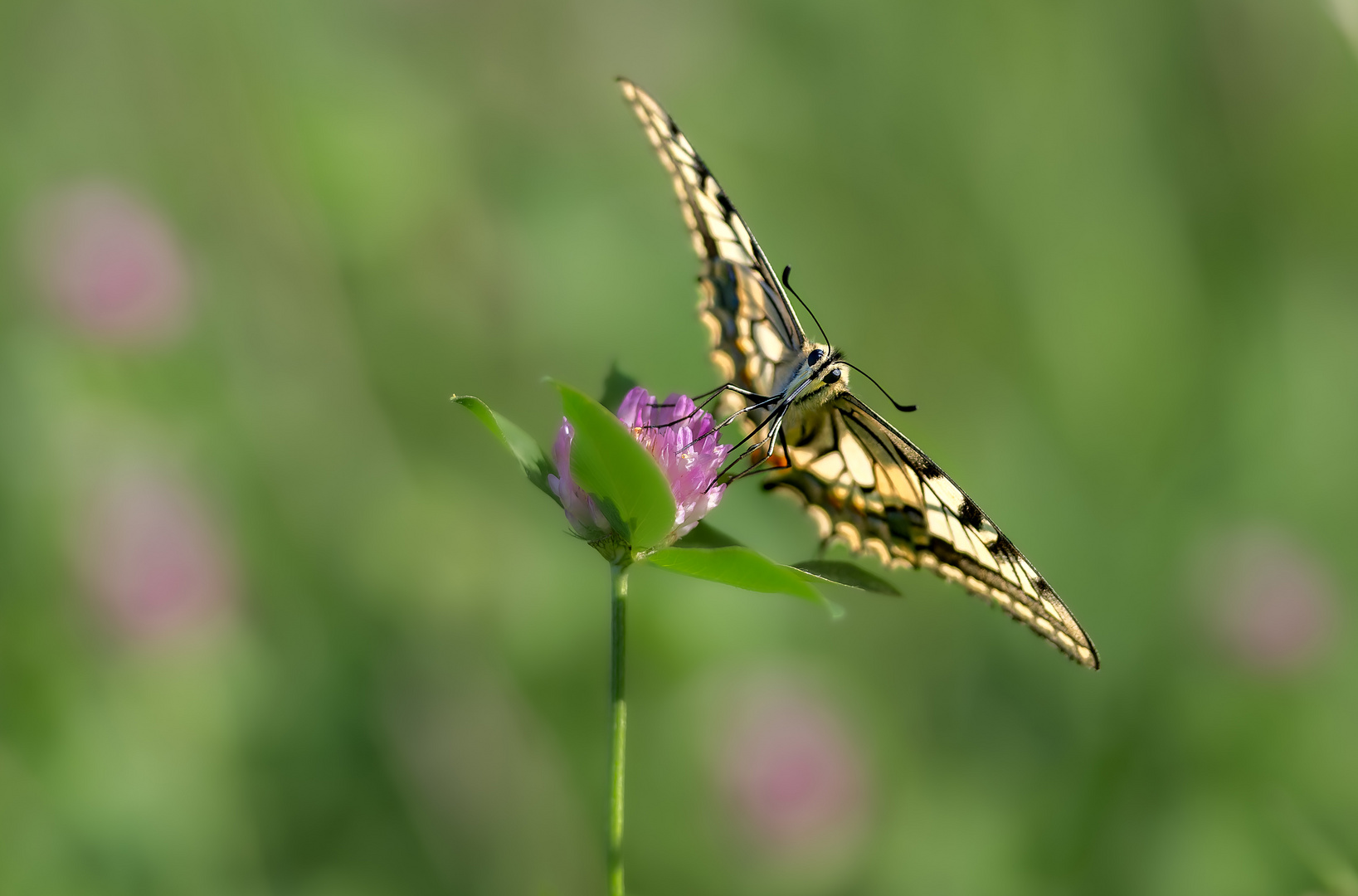 Papilios Antlitz