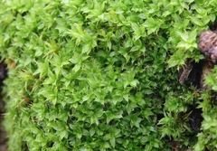 Papillen-Verbundzahnmoos (Syntrichia papillosa) auf altem Boskoop im heimischen Garten